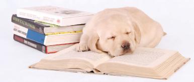 Dog Books