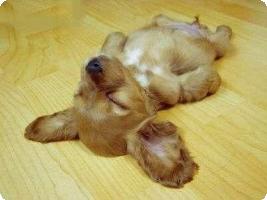 doggyrelax1